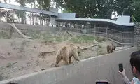 افسردگی شدید حیوانات باغ‌وحش ارم