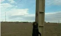 تلاش برای دستگیری عاملان حیوان آزاری در زیرکوه