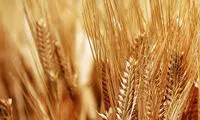 دستگیری عاملان گندم‌های آلوده به فضولات حیوانی