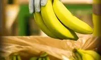 قیمت هر کیلو موز در بازار، ۵۵هزار تومان!