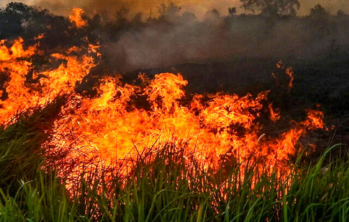 وقوع صد‌ها مورد آتش‌سوزی جدید در جنگل آمازون