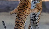 تصاویر دیدنی از مبارزه ببرها‎