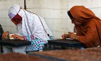 تولید نشاء محصولات کشاورزی +عکس