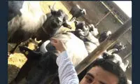قاضی‌پور: پسرم چوپان است، گاوداری مال او نیست