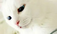 گربه ای که در خواب، می‌میرد +عکس