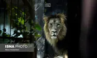 آغاز زندگی مشترک شیرهای ایرانی در باغ وحش ارم