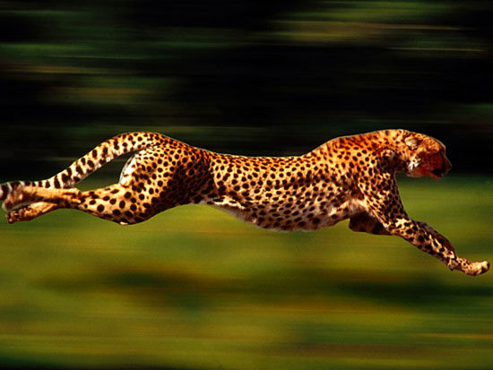 یوزپلنگ‌ ها قهرمان سرعت نیستند!