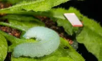 گیاهان صدای خورده‌ شدن‌شان را می‌شنوند!