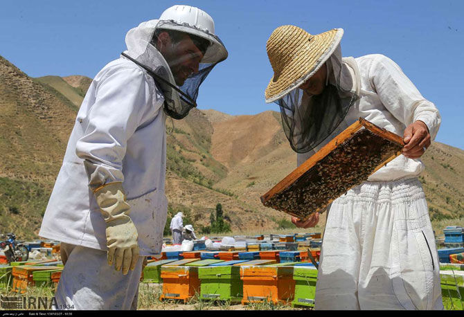 مزرعه پرورش زنبور عسل‎ در بجنورد