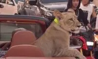 شیر خانگی پشت یک خودروی لوکس روباز