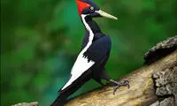 جانوران در حال انقراض؛ شاید فردا دیگر نباشند!