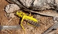 هجوم ملخ‌ها به مزارع آبادان