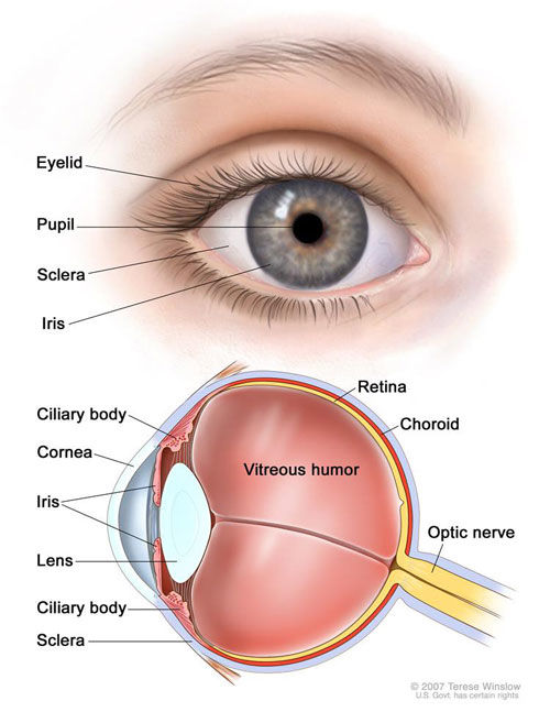 خارج کردن تومور از چشم انسان (14+)