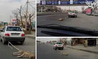بازتاب‌ گسترده سگ كشی وحشیانه در ایران