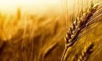 سرنوشت نامعلوم ۴.۵میلیون تن گندم در کشور