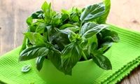 گياهان تاثیر گذار بر شیر مادر