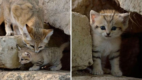 گربه شن و ماسه‌ ای، بانمک و زیبا +عکس