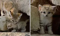 گربه شن و ماسه‌ ای، بانمک و زیبا +عکس