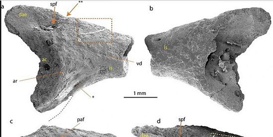 کشف بقایای یک قورباغه ۴۰میلیون ساله