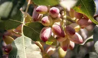 عکس: برداشت پسته در خراسان