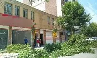 بهانه عجیب برای قطع درختان در یاسوج