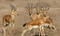 پرونده احیای غزال ایران بسته شد