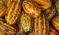 کاکائو چطور تهیه می‌شود؟