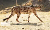 خبر امیدوارکننده درباره «ایران»