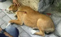 شیوه جدید حیوان‌ آزاری این بار در مشهد