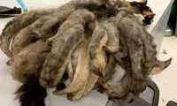 حال و روز عجیب گربه ای که صاحبش مبتلا به آلزایمر است