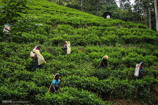 مزارع چای سیلان در سریلانکا‎ +عکس