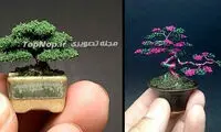 بُن سای های مینیاتوری +عکس