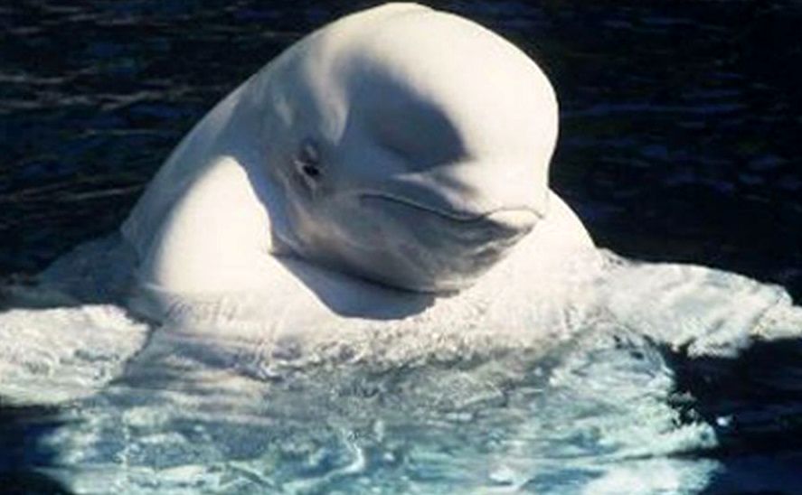 نجات ۵ نهنگ سفید نادر به گل نشسته