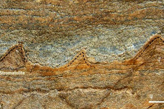 قدیمی‌ترین فسیل‌های زمین فقط سنگ هستند