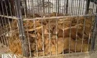شیرها در قشم سوژه شدند