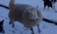 گوسفندی که فکر می‌کند سگ است +عکس