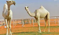 ملکه زیبایی شتر ها در عربستان! +عکس