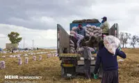 برداشت سیب زمینی در چهارمحال و بختیاری