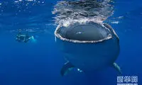 شنای هیجان انگیز با کوسه نهنگ +عکس
