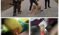 متهم حادثه دردناک لواسان با قرار وثیقه آزاد شد