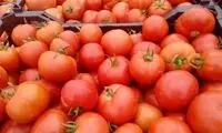 چرا گوجه‌فرنگی گران شد؟