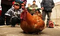 "خروس چيني" جنجال سياسي به راه انداخت