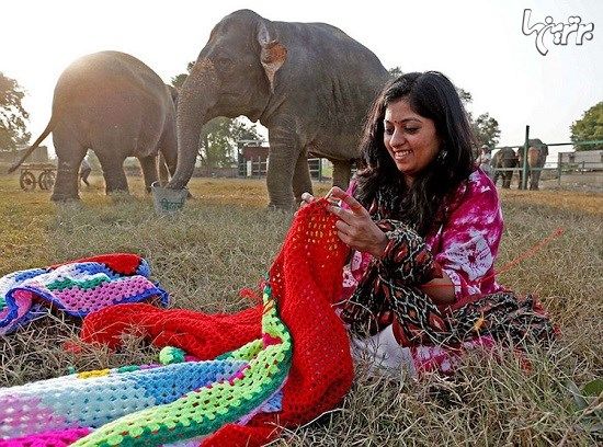 زنان مهربان روستایی برای فیل ها ژاکت می بافند!