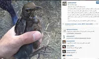 صفحه یک چوپان در اینستاگرام +عکس