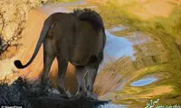 تنبل‌ترین شیر دنیا