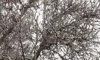 رخت سفید بر تن البرز