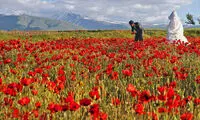 دشت زیبای شقایق در سبلان