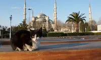 نماز و عبادت در کنار گربه ها! +عکس