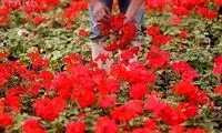 زیبایی های بازار گل و گیاه محلات