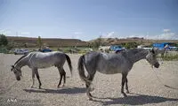 عکس: جشنواره زیبایی اسب اصیل ترکمن